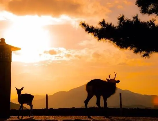 Daire, 4 Yatak Odası