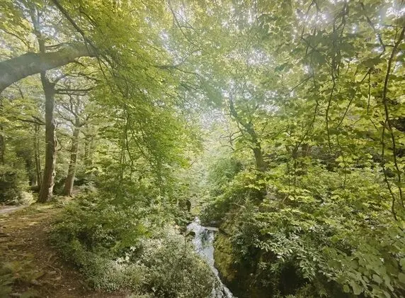 Deluxe Apart Daire, Özel Banyo, Deniz Manzaralı (The Forest)
