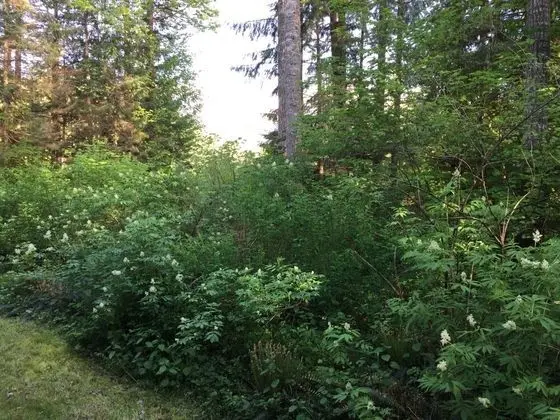 Ev