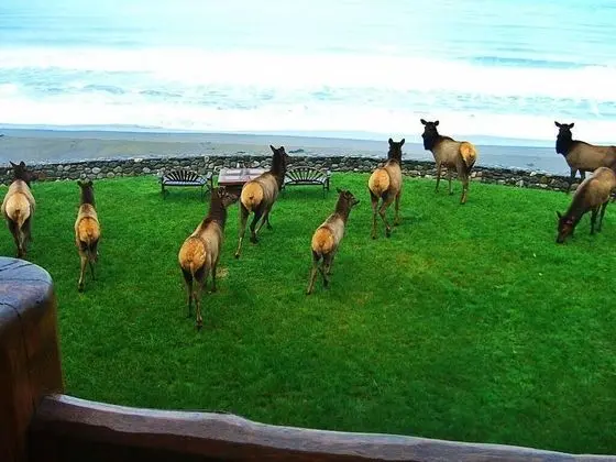 Ev, Birden Çok Yatak (MV28: Gold Beach Oceanfront Estate)