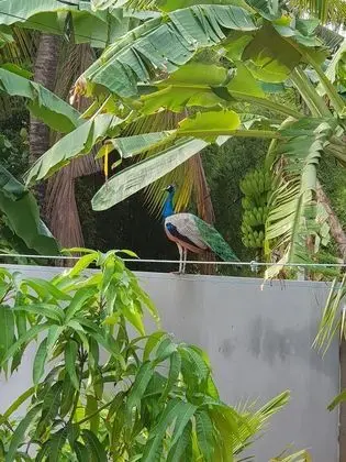 Deluxe Oda, 1 Büyük (Queen) Boy Yatak, Özel Banyo