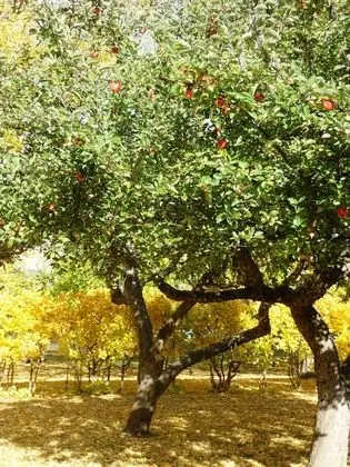 Economy Tek Kişilik Oda, 1 Tek Kişilik Yatak
