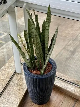 Honeymoon Apart Daire