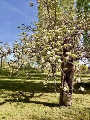 Kır Evi, Banyolu/Duşlu (La Saponaire - 3 Chambres)