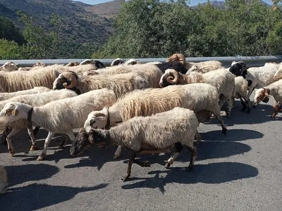 Ev, Birden Çok Yatak