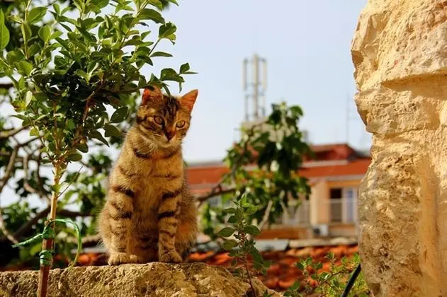 Apart Daire (Neno - 50 m from center - A2(6+2))