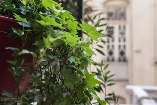 City Stüdyo, 1 En Büyük (King) Boy Yatak