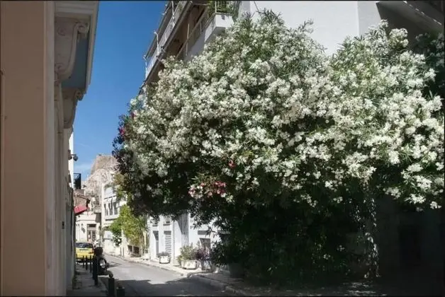 Traditional Stüdyo Süit, Şehir Manzaralı, Köşe