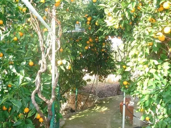 Apart Daire, 3 Yatak Odası, Balkon
