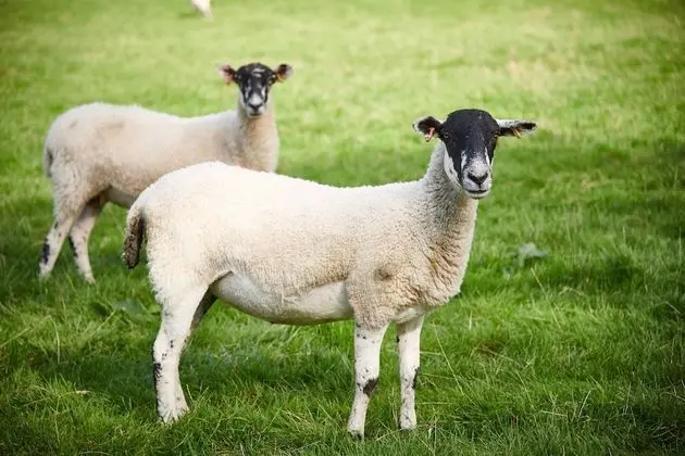 Traditional Kulübe, Banyolu/Duşlu (Stable )