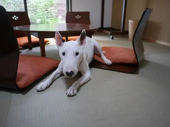 Traditional Ev, Sigara İçilmez (Private Vacation Home, Dog Friendly)
