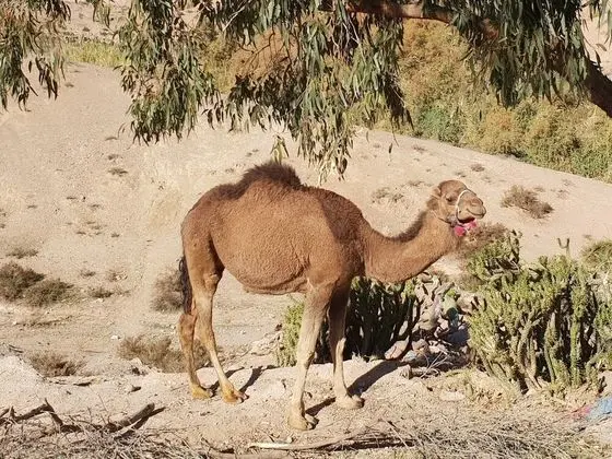 Çatı Katı (Loft), 5 Yatak Odası, Balkon