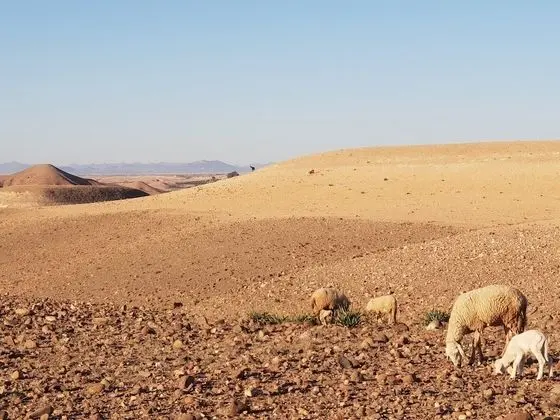 Çatı Katı (Loft), 5 Yatak Odası, Balkon