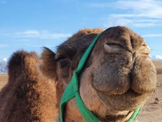 Çatı Katı (Loft), 5 Yatak Odası, Balkon