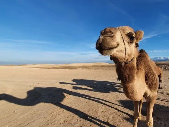 Çatı Katı (Loft), 5 Yatak Odası, Balkon