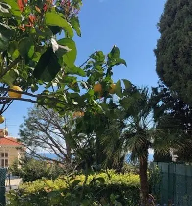 Tek Büyük Yataklı Oda, Bahçe Manzaralı
