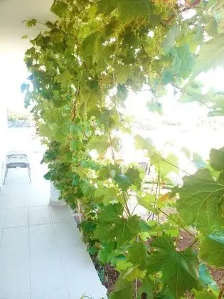 Villa, 3 Yatak Odası, Sigara İçilebilir, Balkon