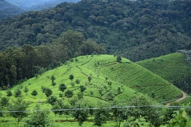 Basic Tek Büyük Yataklı Oda, Park Manzaralı