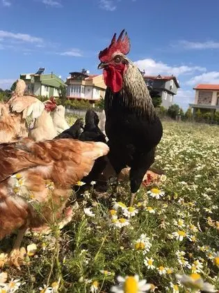 Standart Oda - Üç Kişilik