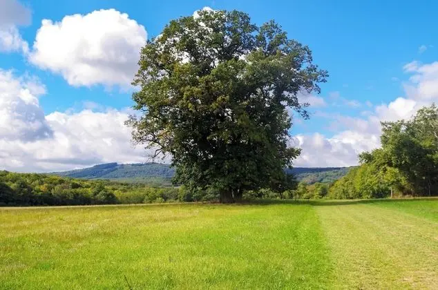 Chambre Tonneaux Chardonnay