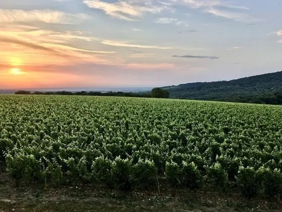 Chambre Tonneaux Pinot Noir