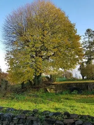 Standard İki Ayrı Yataklı Oda, Bahçe Manzaralı