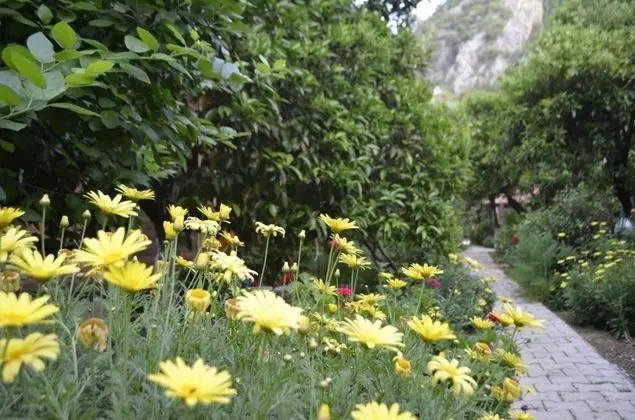 Geniş Standart Oda, Bahçe Manzaralı