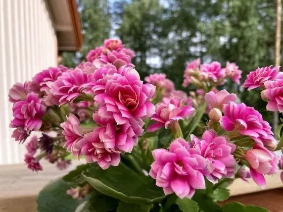 Kookos Twin Room, Shared Bathroom