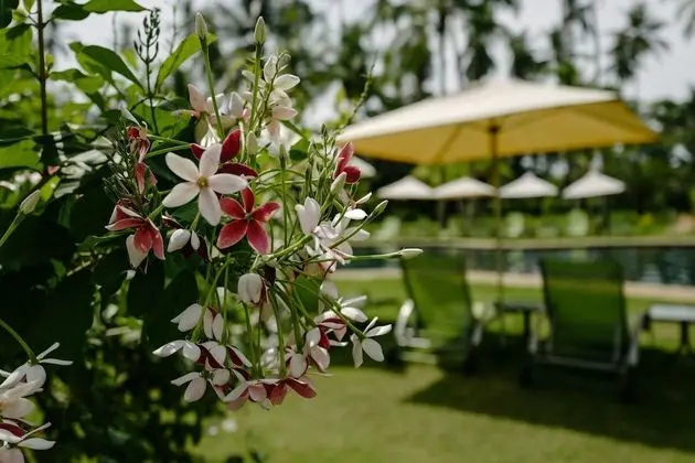 Classic Oda, 1 Büyük (Queen) Boy Yatak, Bahçeli