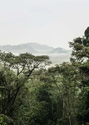 Süit (Forest)