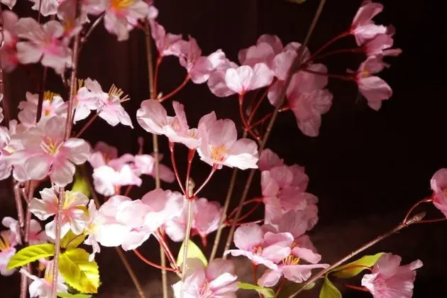 Basic Ev, Sigara İçilmez, Bahçe Manzaralı