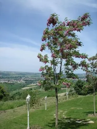 Villa, 5 Yatak Odası, Balkon