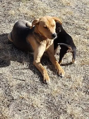 Ortak Ranzalı Oda, 4 Yatak Odası, Balkon