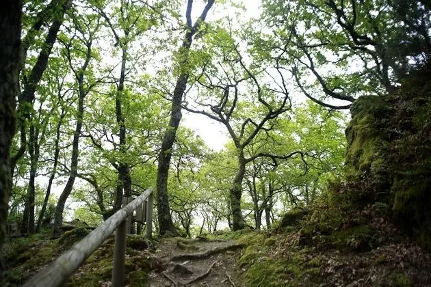 Superior İki Ayrı Yataklı Oda