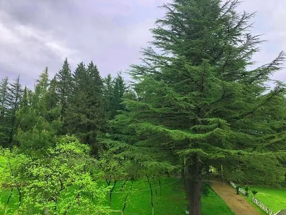 Tek Büyük veya İki Ayrı Yataklı Oda, Dağ Manzaralı
