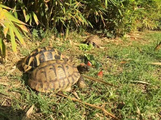 Apart Daire, 2 Yatak Odası, Balkon