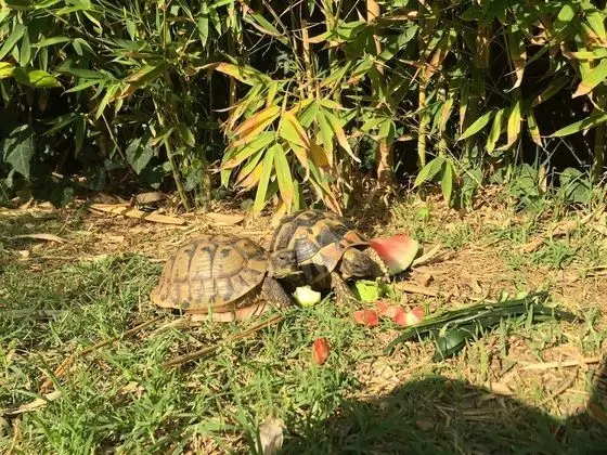 Apart Daire, 2 Yatak Odası, Balkon