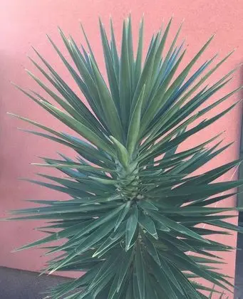 Apart Daire, 2 Yatak Odası, Balkon