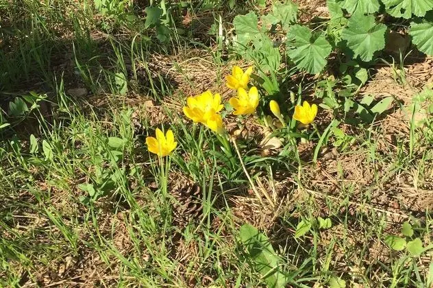 Apart Daire, 2 Yatak Odası, Balkon