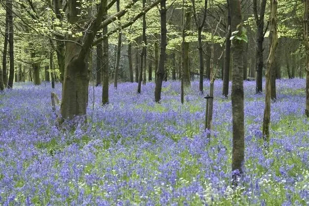 Kır Evi, Birden Çok Yatak