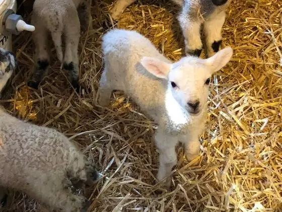 Kır Evi, Birden Çok Yatak