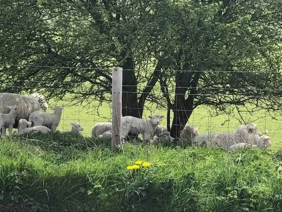 Kır Evi, Birden Çok Yatak