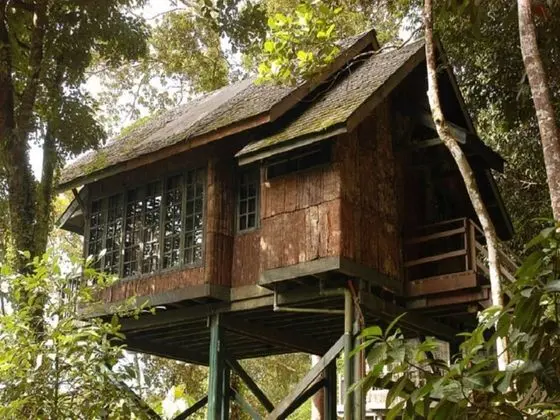 Tree House