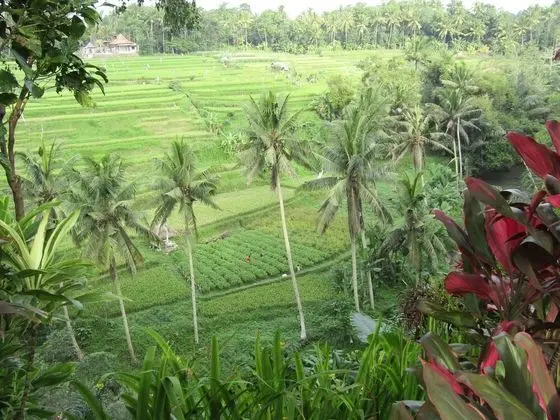 Executive Süit (Blora Ambassador)