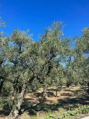 Villa, Birden Çok Yatak