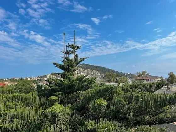 Çatı Katı (Loft)