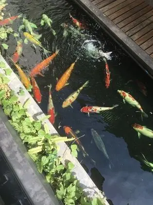 Deluxe Tek Kişilik Oda