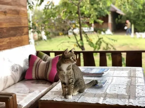 2 Bedrooms Family Bungalow