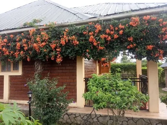 Ortak Ranzalı Oda, 3 Yatak Odası, Balkon