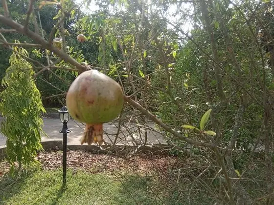Ortak Ranzalı Oda, 3 Yatak Odası, Balkon